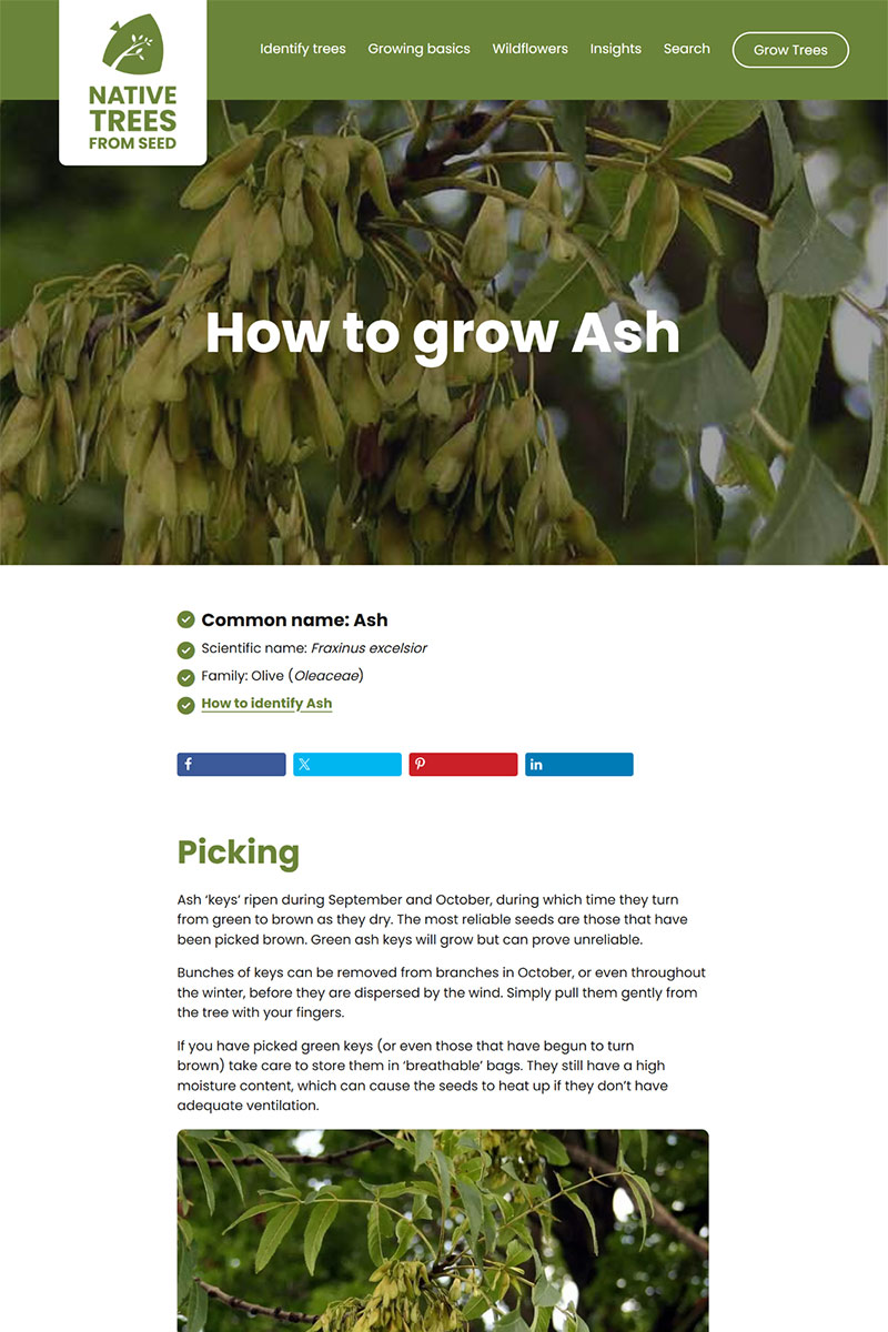 A screenshot of a page about growing ash trees from seed